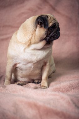 komik pug portre