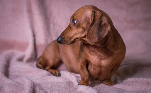 Komik güzel Dachshund