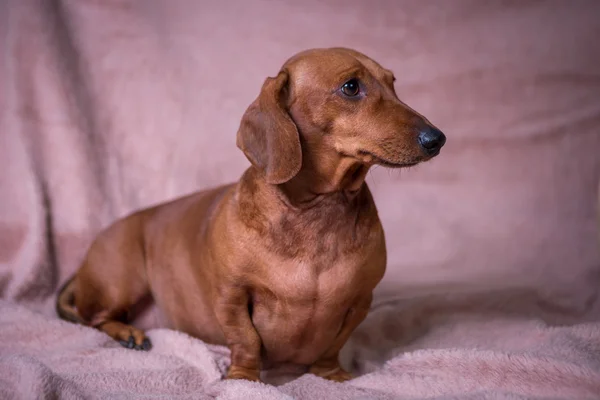 Komik güzel Dachshund