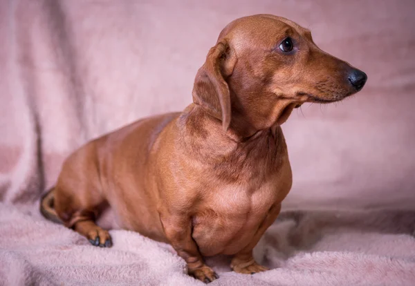 Komik güzel Dachshund