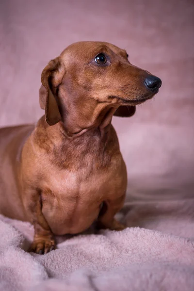 Komik güzel Dachshund