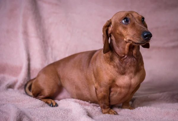 Komik güzel Dachshund