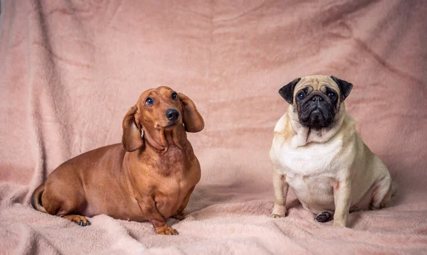 Komik Pug ve Dachshund