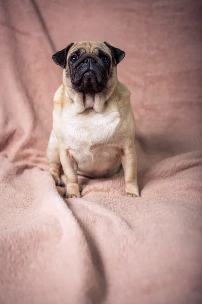 Funny pug portrait — Stock Photo, Image