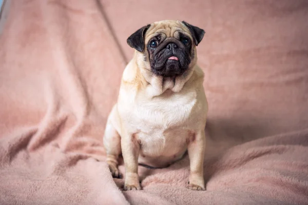 Funny pug portrait — Stock Photo, Image