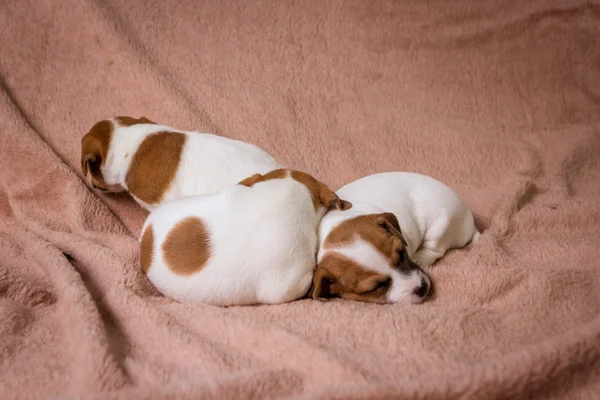 Jeck Russell Terrier — Foto de Stock