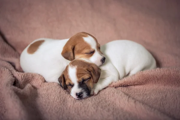 Jeck Russell Terrier — Foto de Stock