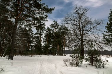 Mavi gökyüzünün altındaki kış ormanı