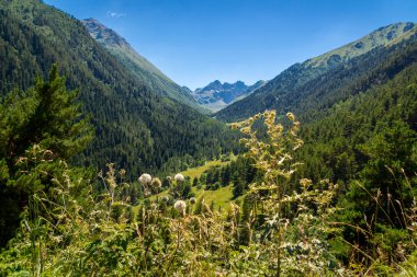 Yazın güzel dağ manzarası. Teberda. Karachay 'sız Cumhuriyet. Rusya.