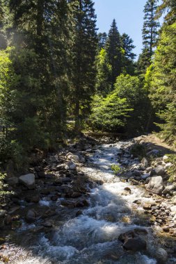 Güzel bir ormanın ortasında dağ nehri. Muhu Nehri. Teberda. Karachay 'sız Cumhuriyet. Rusya.