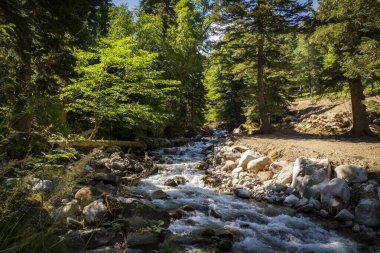 Güzel bir ormanın ortasında dağ nehri. Muhu Nehri. Teberda. Karachay 'sız Cumhuriyet. Rusya.