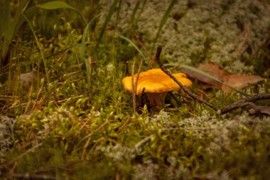 Yosun içinde mantar kantarı