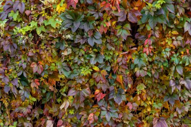 Parlak sonbahar yaprakları duvarı