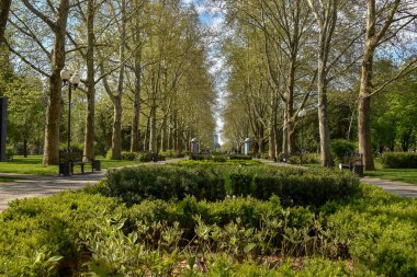 April Tree 'nin bahar caddesi. Krasnodar. Rusya.