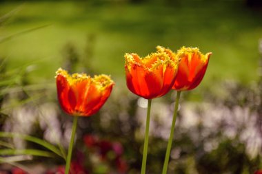 Sarı püsküllü kırmızı laleler açan bahar