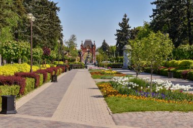Çiçeklerle dolu bahar bulvarı. Krasnodar. Rusya.