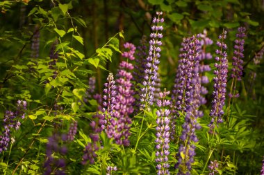 Lupin çiçekleri yakın plan.