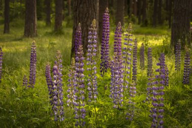 Lupin çiçekleri yakın plan.