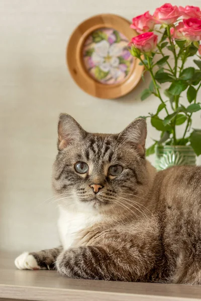 Bir kedinin portresi