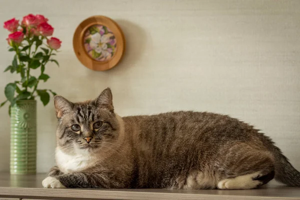 Bir kedinin portresi