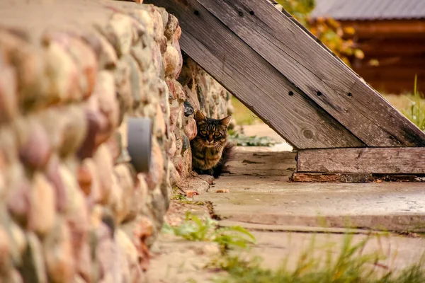 Cat Lives Its Own — Stock Photo, Image