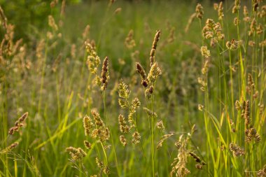 Yazın çimenli çimenler