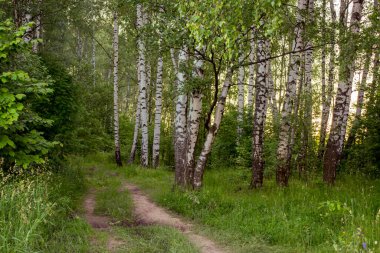 Yazın yeşil huş ağacı korusu