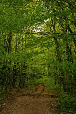 Bahar ormanlarında, Mezmai, Krasnodar Bölgesi.