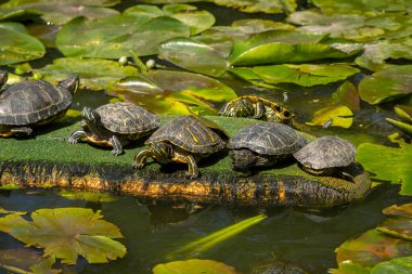 Gölün ortasında su zambaklarıyla kaplı küçük kaplumbağalar.
