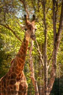 Yeşil yapraklı bir zürafanın portresi