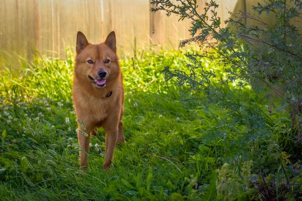 一只红狗在绿色的花园里 — 图库照片