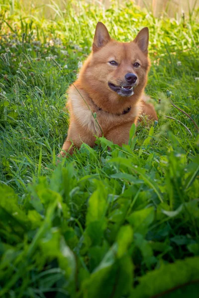 Red Dog Lying Green Garden — Stock Photo, Image