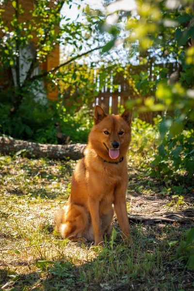 Red Dog Green Garden — Stock Photo, Image