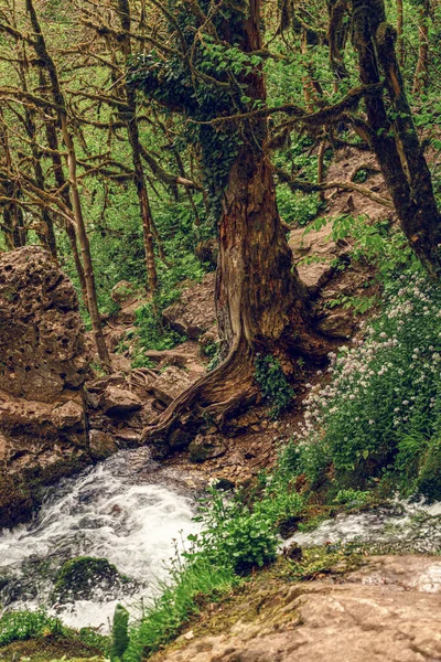 Paisaje Forestal Cascada Isichenko Mezmai Territorio Krasnodar Rusia — Foto de Stock