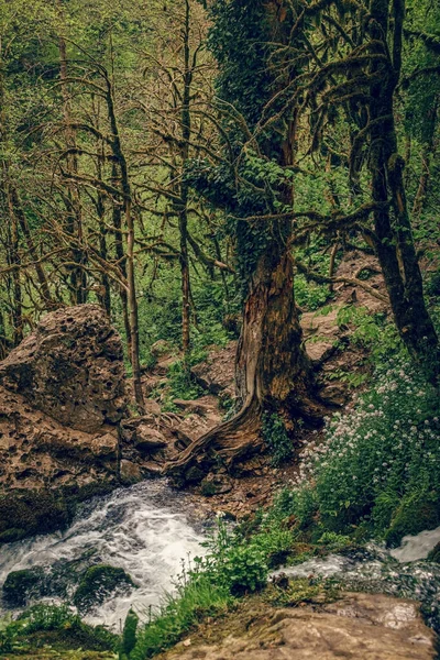 Paisaje Forestal Cascada Isichenko Mezmai Territorio Krasnodar Rusia — Foto de Stock