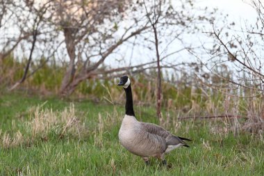 Kanada parkındaki kaz... Kanada kazı olarak da bilinir.