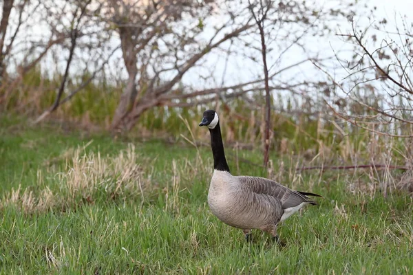 Gans Kanadischen Park Manchmal Auch Kanadische Gans Genannt — Stockfoto