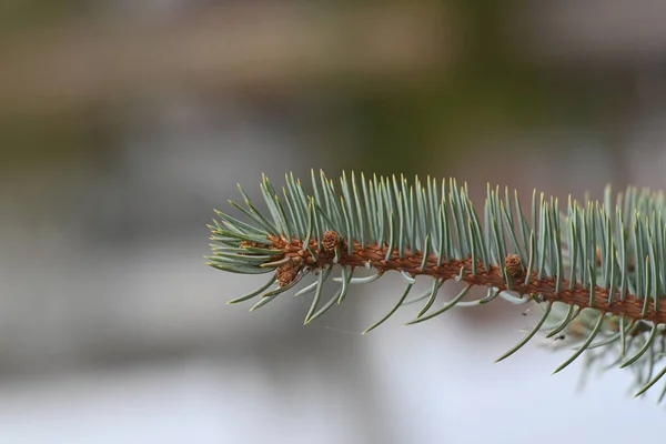 Close Photo Spruce Branch — Stock Photo, Image