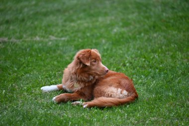 Nova Scotia ördek sürücüsü ilginç bir şey fark ediyor..