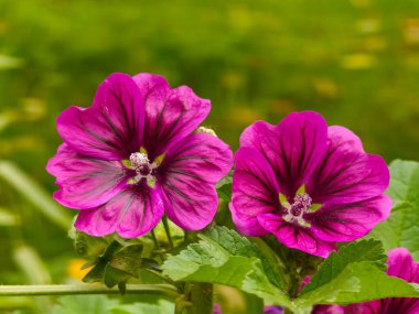 Bahçedeki güzel çiçekler