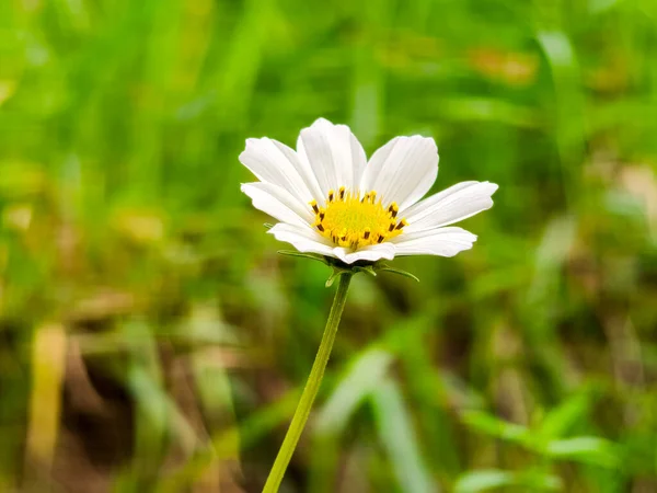 Sonbaharda bulanık yeşil arka planda beyaz kozmos çiçeği