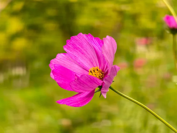 Sonbaharda bulanık yeşil arka planda pembe kozmos çiçeği