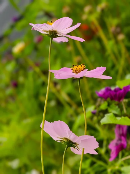 üç yumuşak pembe kozmos çiçeği