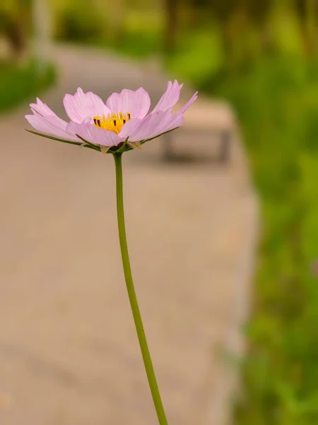 Sonbaharda güzel pembe kozmos çiçekleri