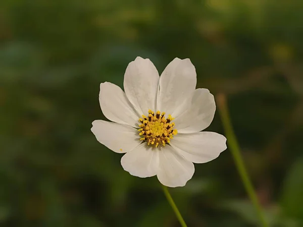 Yeşil arka planda güzel beyaz çiçek