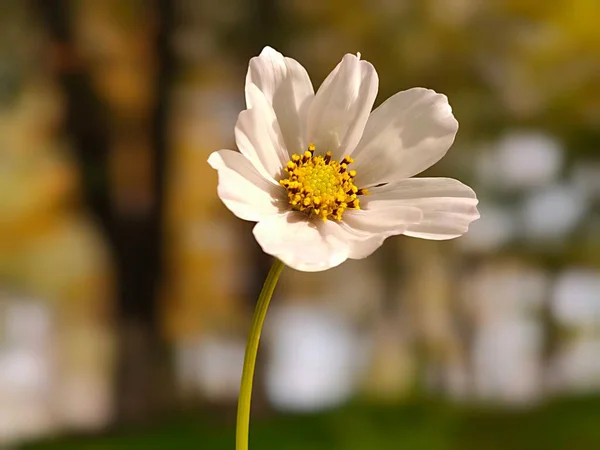 İnanılmaz beyaz çiçeklere yakın.
