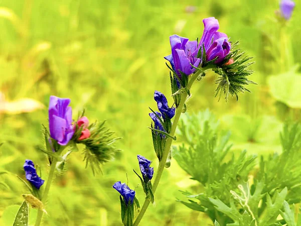Bulanık yeşil arka planda güzel bir ekium çiçeği