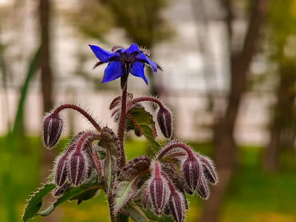 Sonbaharda tomurcukları olan güzel bir çiçek.