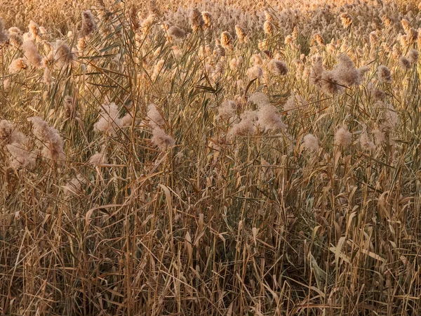 kuru kamış sonbaharda panikler.