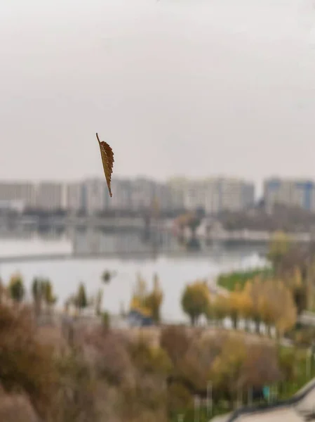 Bir şehrin bulanık arka planına karşı uçan bir sonbahar yaprağı